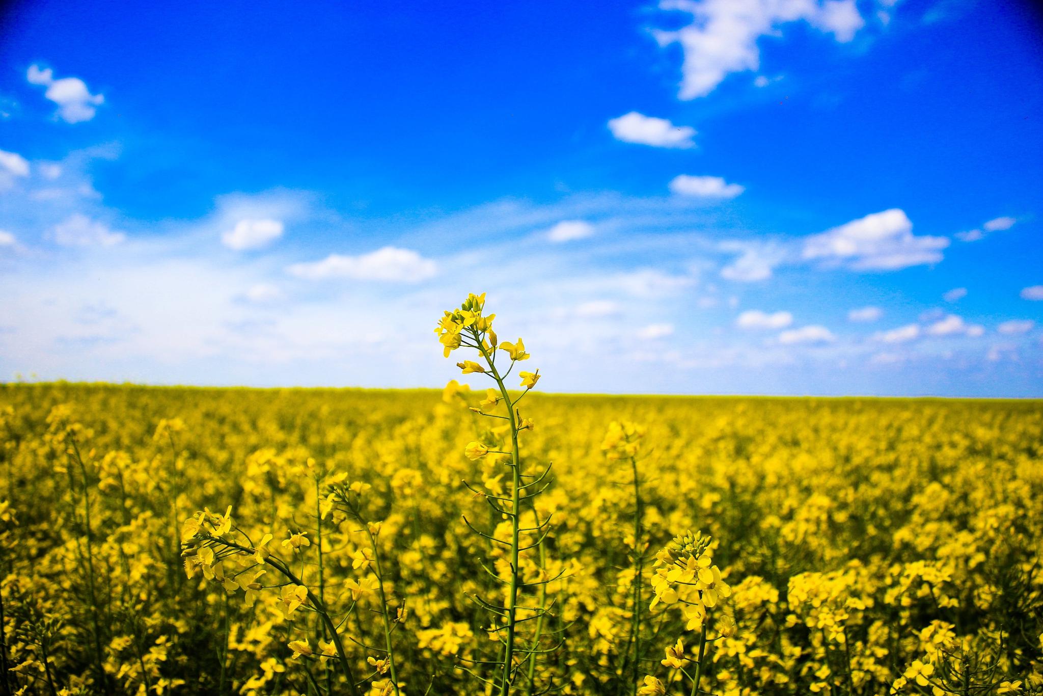 Man sieht im Vordergründ blühenden Raps, im Hintergrund strahlend blauer Himmel